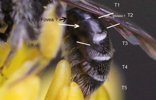 Andrena sp.